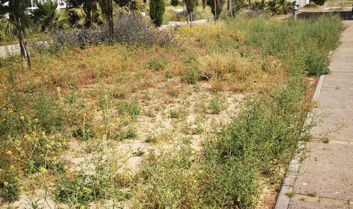 Esquelas.es | Los usuarios del cementerio de Jerez se quejan de la falta de mantenimiento y de los altos hierbajos