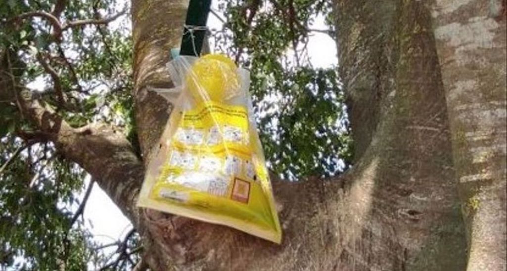 Esquelas.es | El cementerio de Avinyonet coloca trampas para atrapar a la avispa asitica