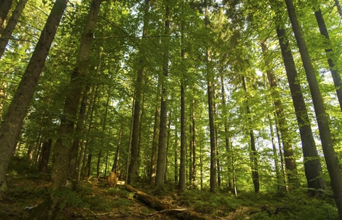 Esquelas.es | Las aseguradoras debern publicar informacin sobre su actividad medioambiental