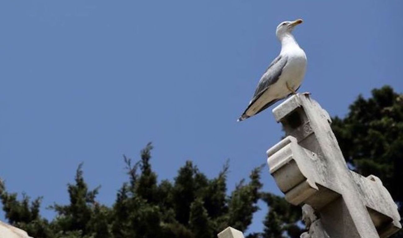 Esquelas.es | Los usuarios de los cementerios de Barcelona se deben proteger de los posibles ataques de las gaviotas