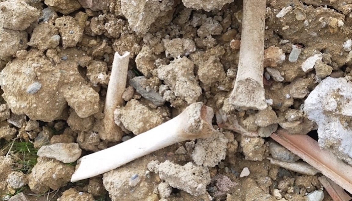 Esquelas.es | El Ayuntamiento asume la responsabilidad tras el hallazgo de restos humanos provenientes del cementerio