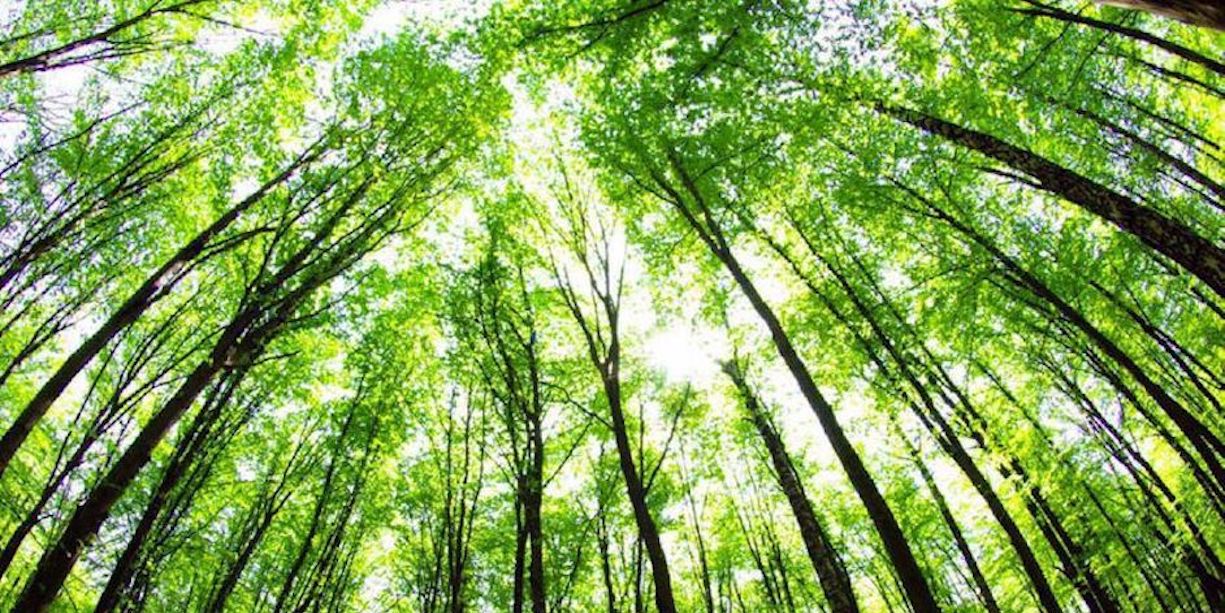 Esquelas.es | En mayo finalizan las obras del primer cementerio ecolgico de Espaa en la ciudad de Lucena
