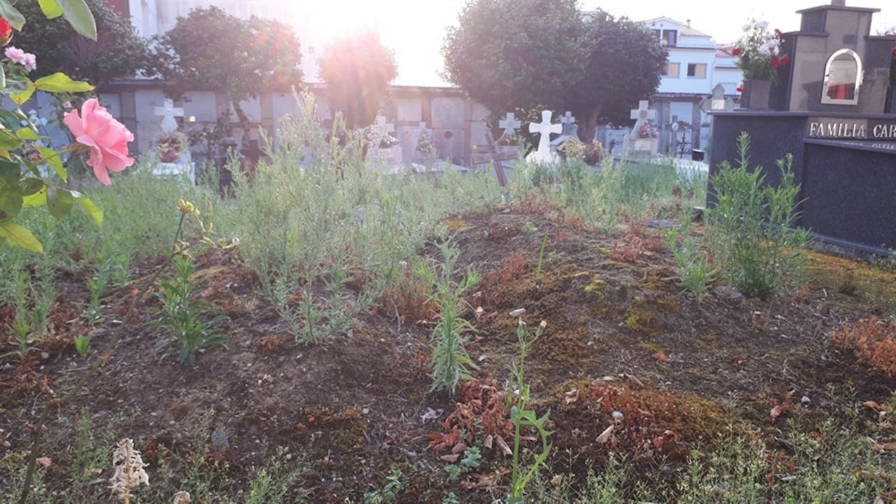 Esquelas.es | El PP de Pontedeume denuncia el ?lamentable estado? de abandono del cementerio municipal