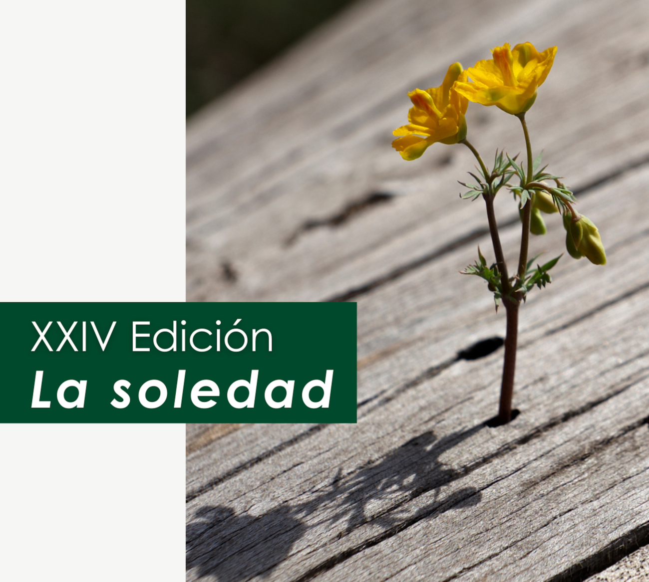 Esquelas.es | XIV edicin del concurso de Tanatocuentos: combatir la soledad y reflexionar sobre algo que afecta a 4 millones de espaoles